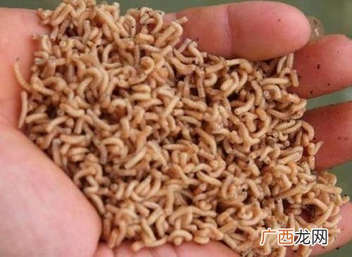 蝇蛆养殖技术视频播放 蛆的养殖技术视频
