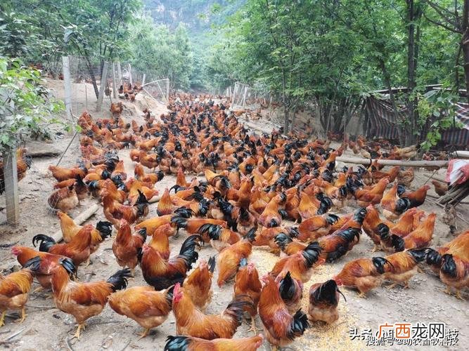 散养土鸡怎么养殖 养鸡的方法跟技术