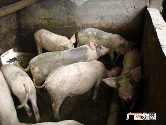 养猪小视频 养猪技术大全视频播放
