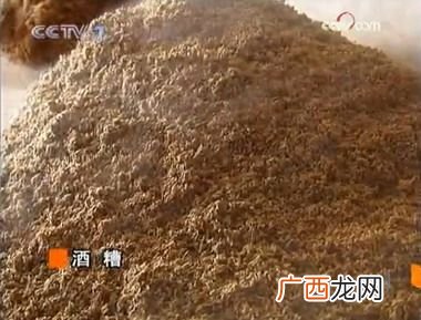 玉米酒糟可以直接喂猪吗 玉米酒糟养猪技术视频