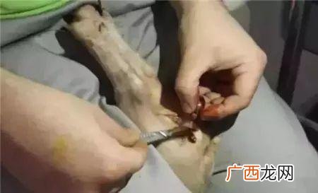 结扎300斤公猪手术 割公猪需要技术吗