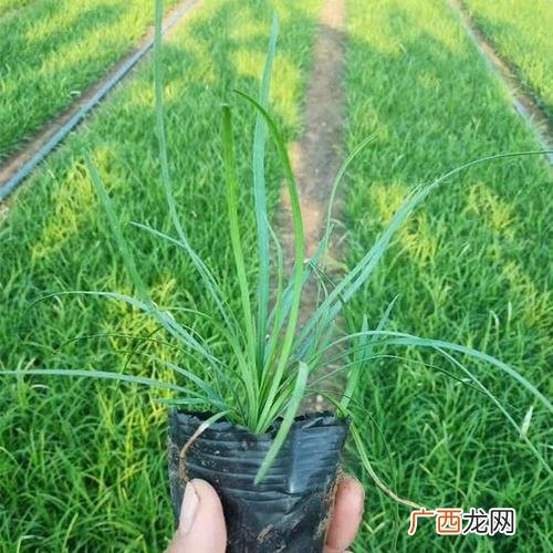 稻穗国画图片 简易儿童画花卉麦冬彩图