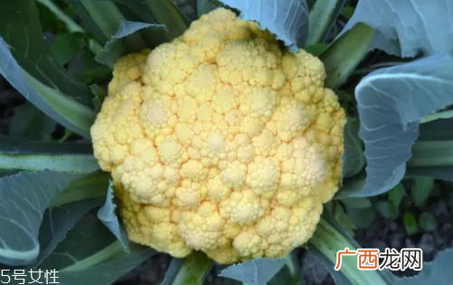 花菜在冰箱能放几天？不要超过7天