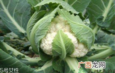 花菜怎么保存时间长？这么做可以保存一周