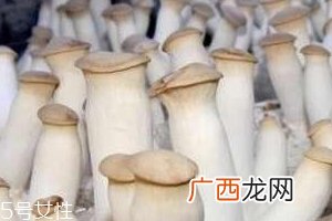 杏鲍菇生酶了能吃吗？长毛了也能吃