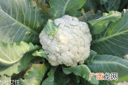 花椰菜吃的是什么部位?花苞部位最营养