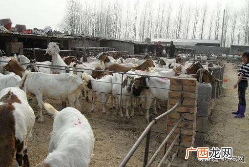 适合穷人没本钱的养殖,适合家庭致富的小生意