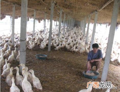 适合穷人没本钱的养殖,适合家庭致富的小生意