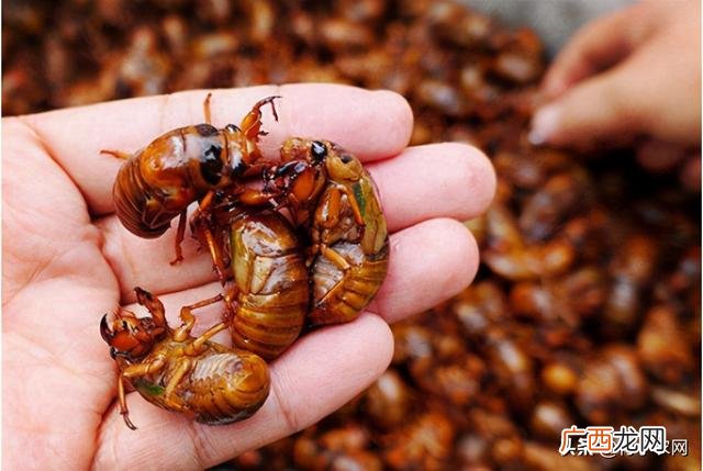 适合穷人没本钱的养殖,适合家庭致富的小生意