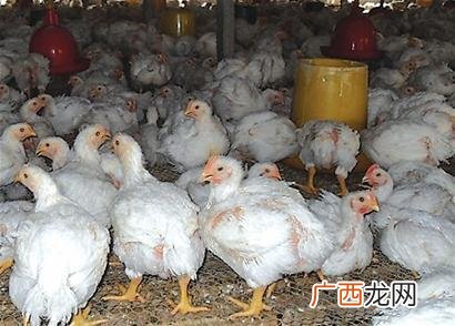 毛鸡屠宰价格核算公式 毛鸡技术交流