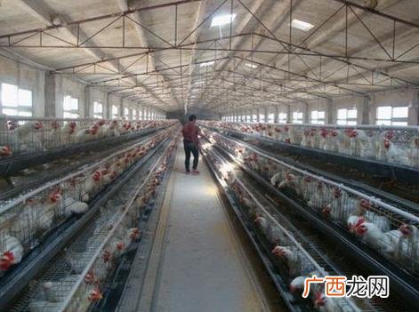 毛鸡屠宰价格核算公式 毛鸡技术交流