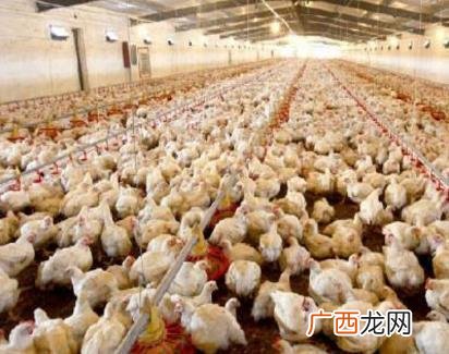 毛鸡屠宰价格核算公式 毛鸡技术交流