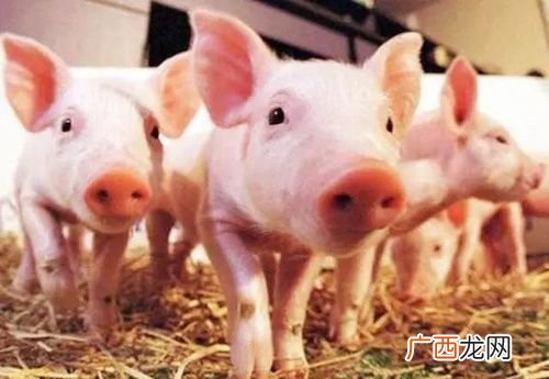 通辽养猪场招聘信息 通城猪的养殖技术