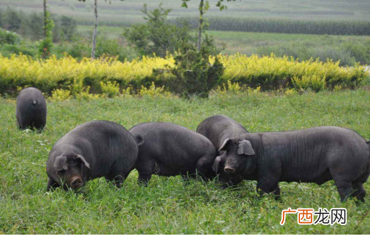 通辽养猪场招聘信息 通城猪的养殖技术