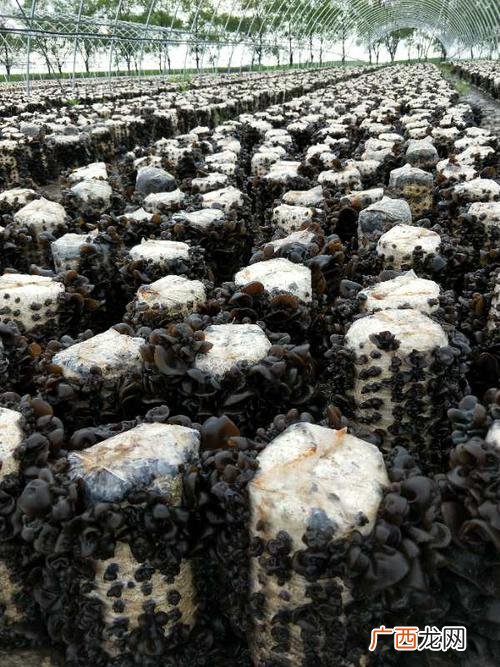 养殖木耳一年能赚多少钱 致富经木耳种植技术