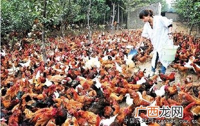 四川哪里可以学养鸡技术 哪里有养鸡技术