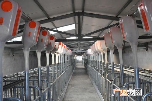 水泡粪污水怎么处理 水泡粪养猪技术