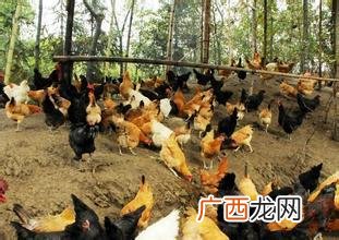 农村养殖业 农村养殖业技术