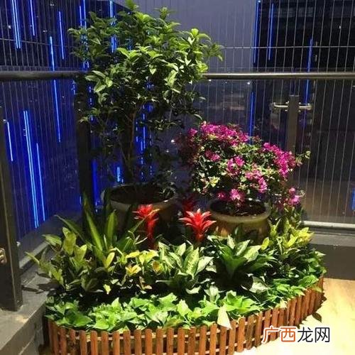 北京绿植租摆 花卉园艺租赁