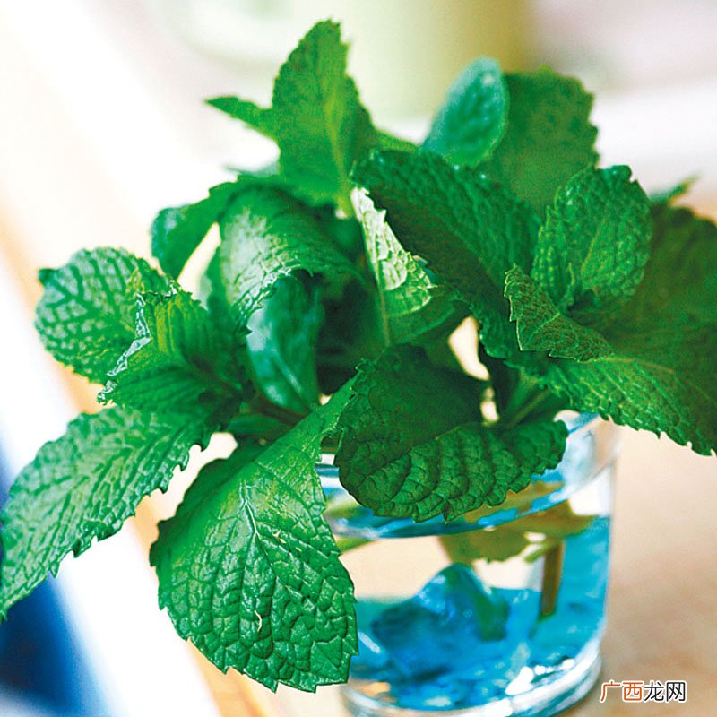 盆栽香草怎么养