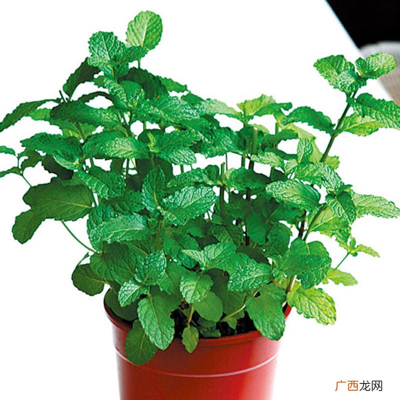 盆栽香草怎么养