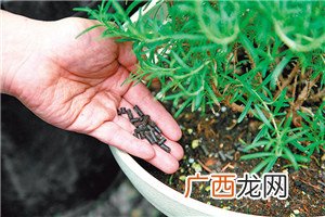 盆栽香草怎么养
