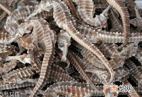 海马多少钱一斤海马多少钱一克2018