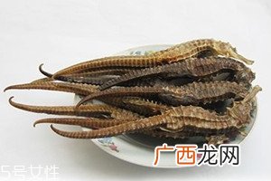 海马多少钱一斤海马多少钱一克2018