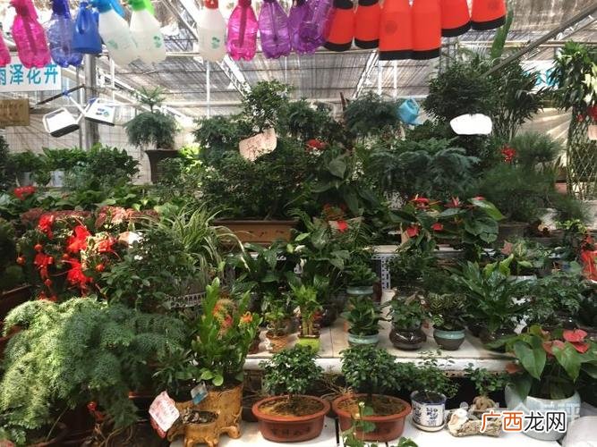 花卉市场种类大全 室内大型花卉市场