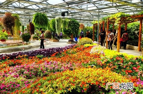 花卉市场种类大全 室内大型花卉市场