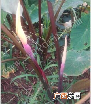 花洋芋图片 花卉图片大全芋