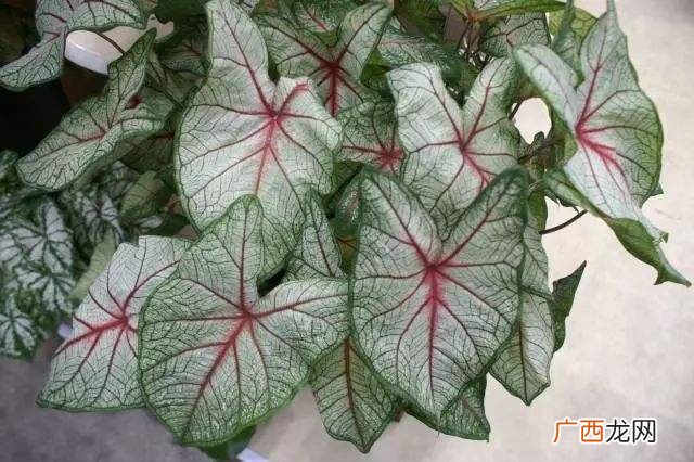 花洋芋图片 花卉图片大全芋