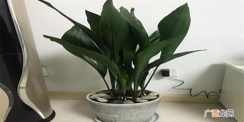 花洋芋图片 花卉图片大全芋