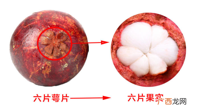 山竹怎么选才是新鲜的又甜又水嫩的山竹这样挑