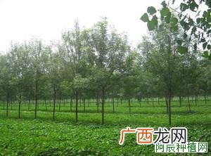 枇杷怎么种植，枇杷树种植方法