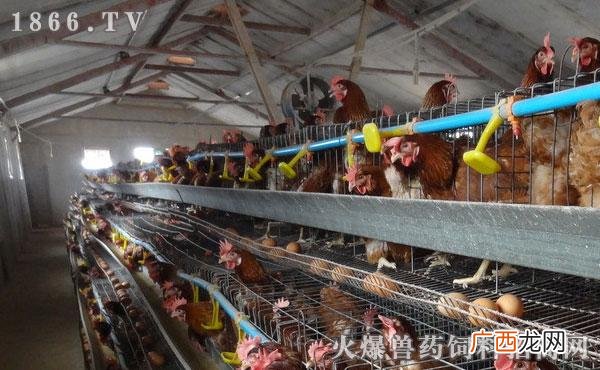 养鸡技术指导 养鸡场养鸡技术