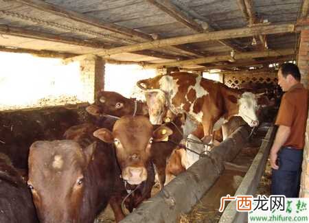养牛的饲料配方 养牛最快催肥技术