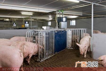 高床养猪的利弊 高床养猪技术视频