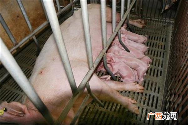 草鲫混养技术 母猪混养技术