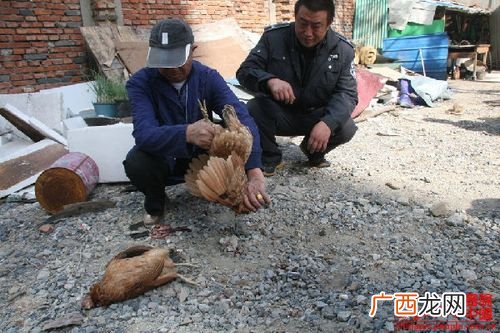 宰杀禽类的加工步骤 禽类宰杀行业技术