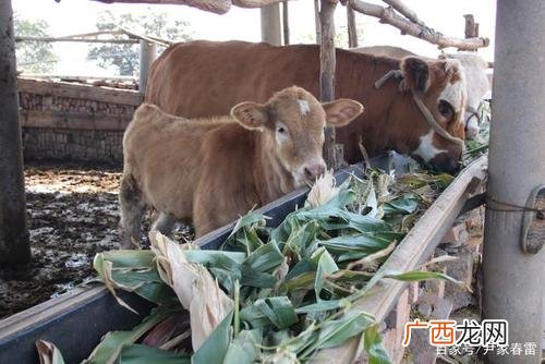 养牛怎么解决草的问题 青草喂牛技术