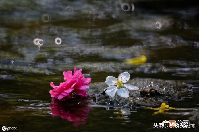 是为了开的更加灿烂 花开不是为了花落