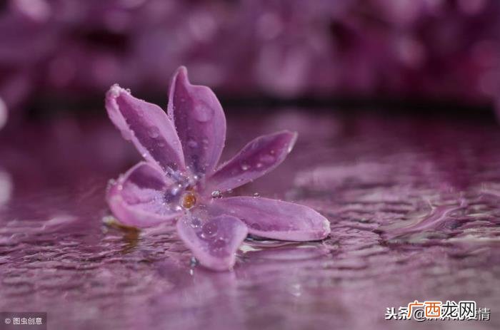 是为了开的更加灿烂 花开不是为了花落