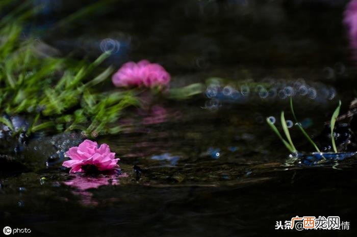 是为了开的更加灿烂 花开不是为了花落