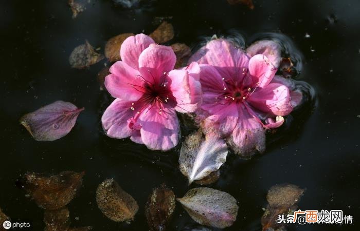 是为了开的更加灿烂 花开不是为了花落