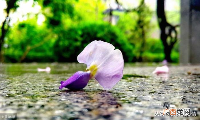 是为了开的更加灿烂 花开不是为了花落