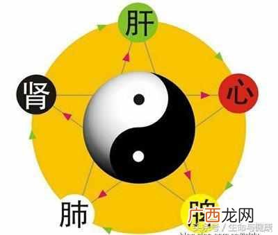 五脏六腑指什么器官？五脏六腑功能详解