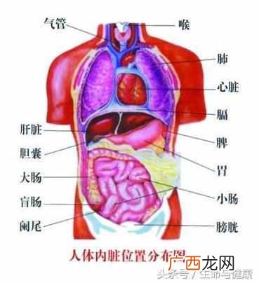 五脏六腑指什么器官？五脏六腑功能详解