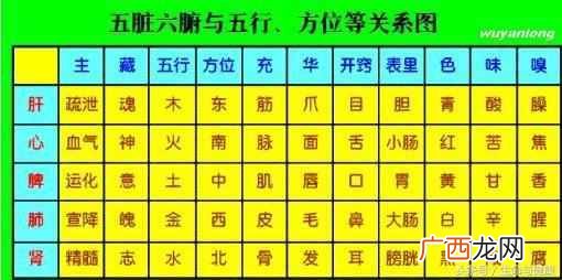 五脏六腑指什么器官？五脏六腑功能详解