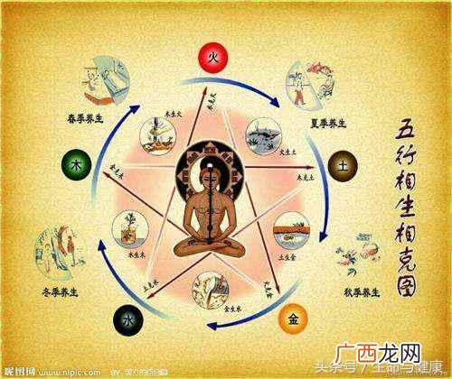 五脏六腑指什么器官？五脏六腑功能详解